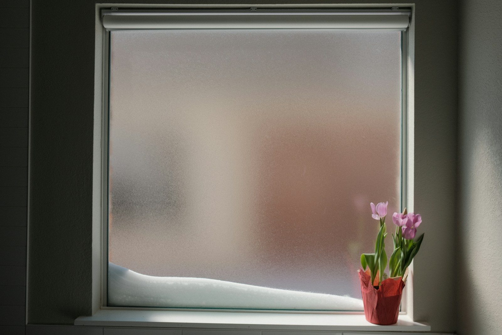 purple flower on white wooden window